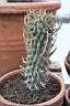 EUPHORBIA SCHOENLANDII.jpg
